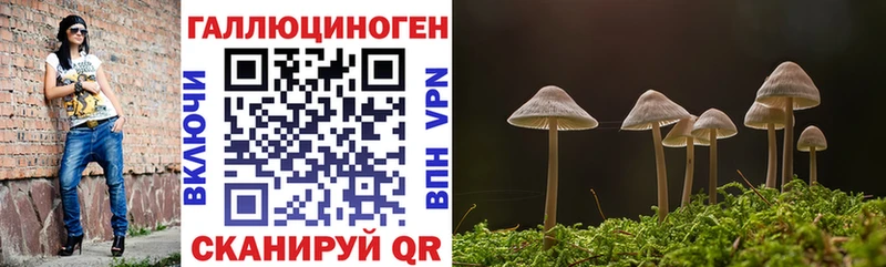 Псилоцибиновые грибы Psilocybe  Северо-Курильск 